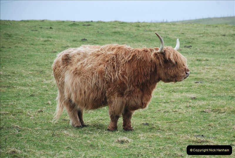 2019-03-29-Stornoway-Isle-of-Lewis.-38-Highland-cattle.-37
