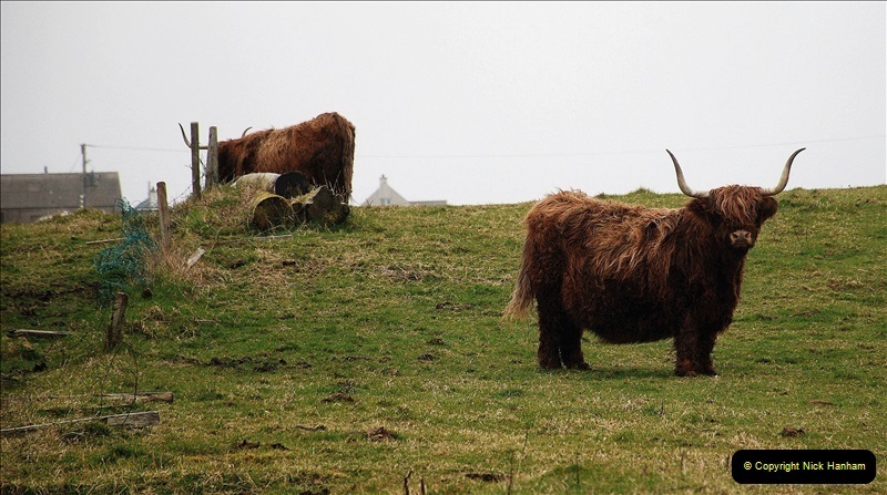 2019-03-29-Stornoway-Isle-of-Lewis.-39-Highland-cattle.-38