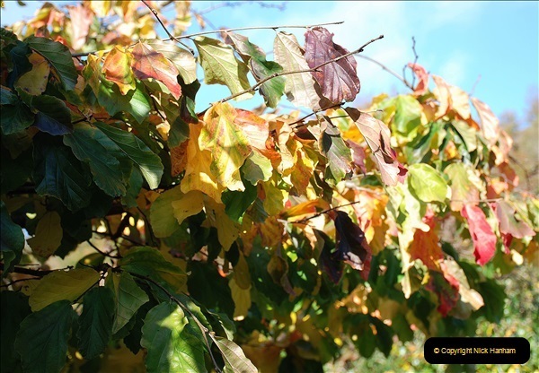 2018-10-21 Dyrham Park (NT) Autumn Colour. Near Bath, Somerset.  (13)013