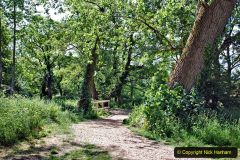 2020-June 08 Covid 19 Walk Canford Park SANG Bearwood, Poole, Dorset. (38) 038