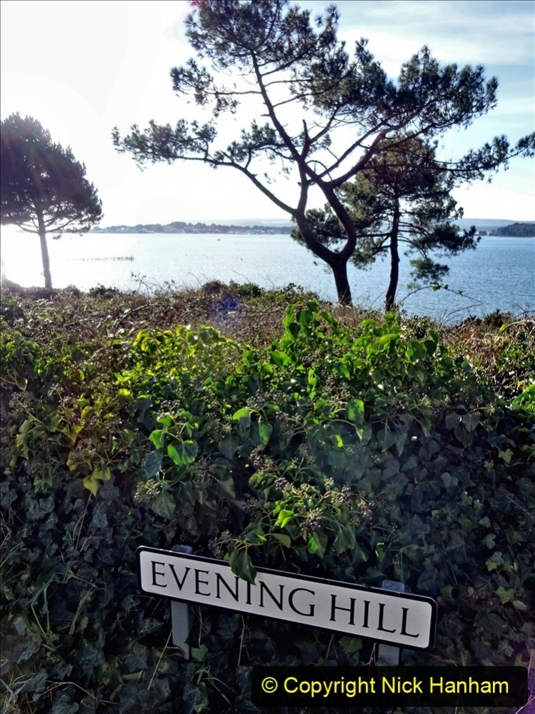 2021-01-15 Covid 19 Walk 2021 Evening Hill - Poole Quay - Trees