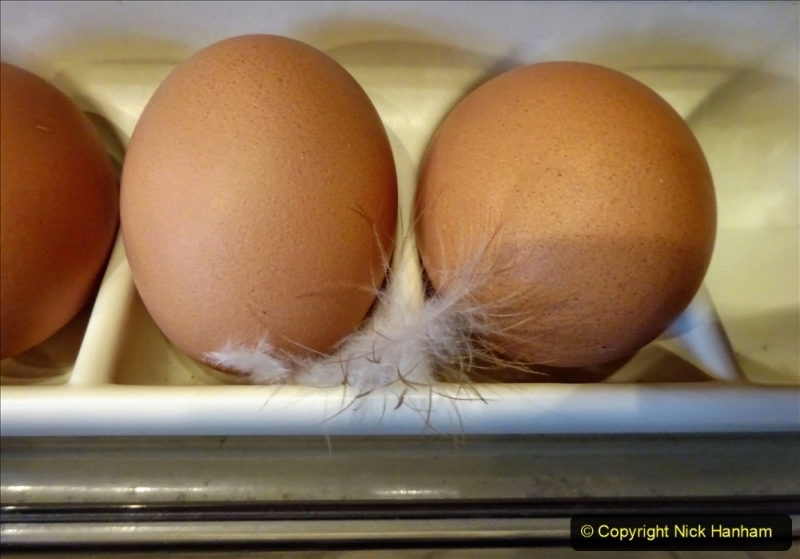 2021-08-01 Eggs in our fridge still with the hen's feather. (2) 023