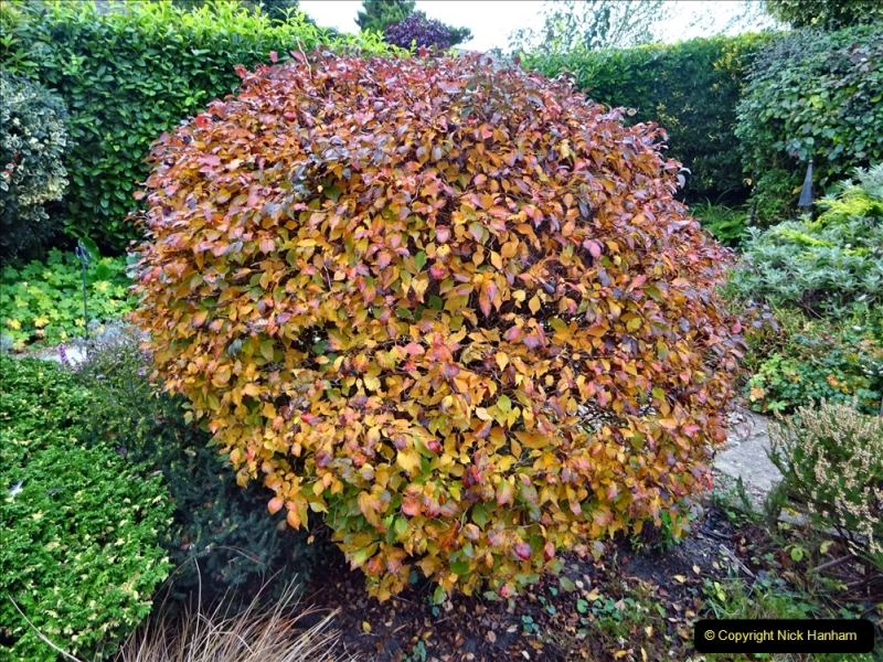 2021-11-11 Remembrance Day in a Poole garden at Autumn. (20) The copper bush. 020