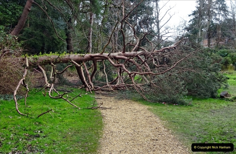 2022-03-10 Coypond and Bournemouth Upper Gardens. (24) Upper Gardens. Storm Damage. 024