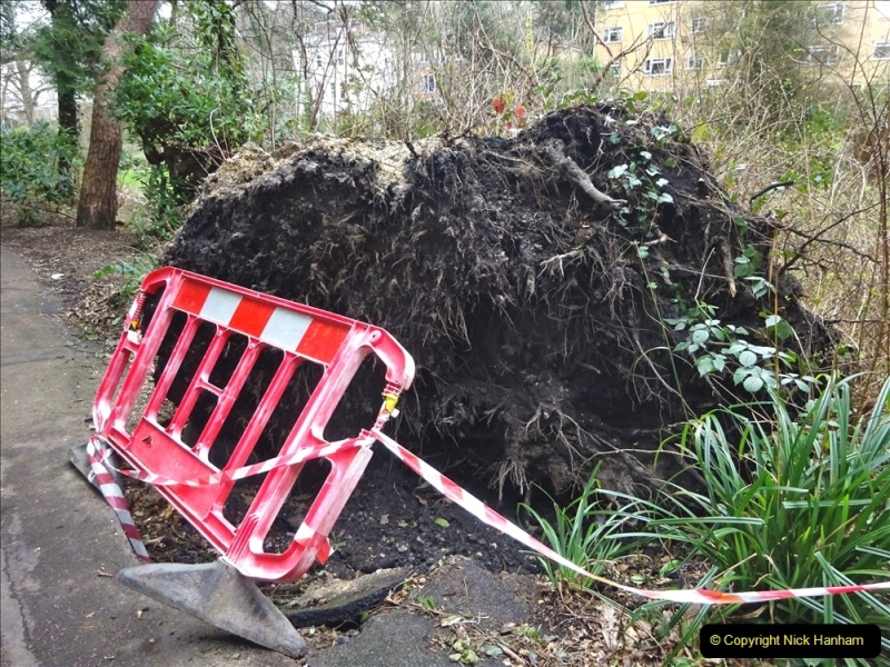 2022-03-10 Coypond and Bournemouth Upper Gardens. (27) Upper Gardens. Storm Damage. 027