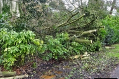 2022-03-10 Coypond and Bournemouth Upper Gardens. (60) Upper Gardens. Storm Damage. 060