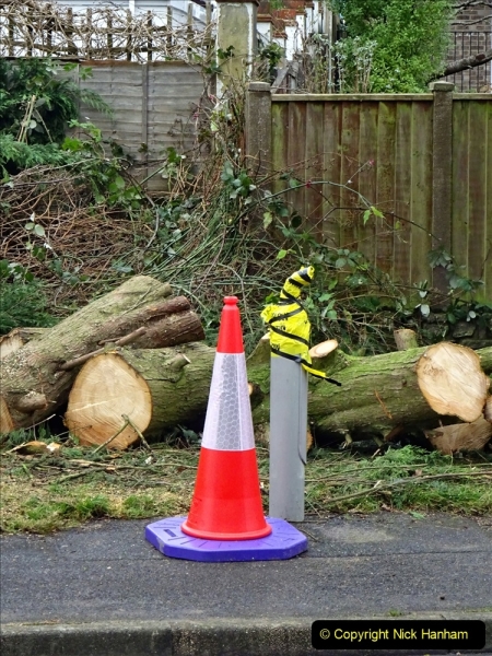 2022-02-20 Tree down due to very severe gail near your Host's home. (6) Lamp post also taken out with the fall.006