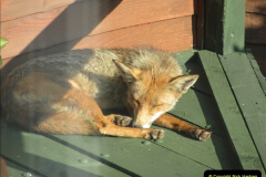 2018-07-15 Mr. Fox in our garden.  (2)55