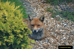 Our local fox.