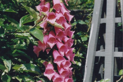 1999 June, Stamford - Burghley - Barnsdale. (114) Number 33 Artisan's Garden. 114