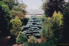 1999 June, Stamford - Burghley - Barnsdale. (90) Conifers. 090