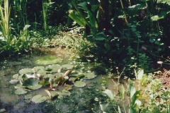 1999 June, Stamford - Burghley - Barnsdale. (99) Number 25 Woodland Garden. 099