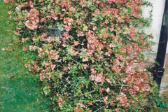 2000 Miscellaneous. (32) A New Milton, Hampshire garden. 032