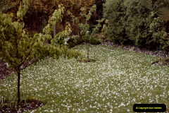 1983 May Hail storm in Poole, Dorset. (2) Hail stones as big as golf balls. 088280089