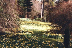 1985 Sheffield Park Gardens. (6) Haywards Heath, East Sussex. 432241