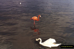 1987 A raer visitor (Flamingo)  to Poole Park, Poole, Dorset. (2) 515325