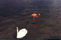 1987 A raer visitor (Flamingo)  to Poole Park, Poole, Dorset. (4) 515327