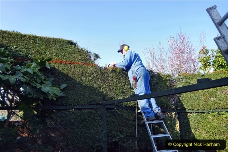 2021-03-01 Lowering hedge. Garden makeover. (43) 043