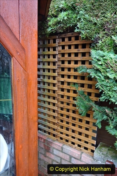 2021-03-11 Pieces of trellis used to block gap in hedge. Garden makeover. (108) 108
