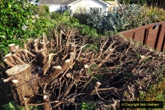 2021-03-01 Lowering hedge. Garden makeover. (41) 041