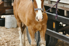 157.GDSF-2003.-157-