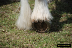 377.GDSF-2010.-377-