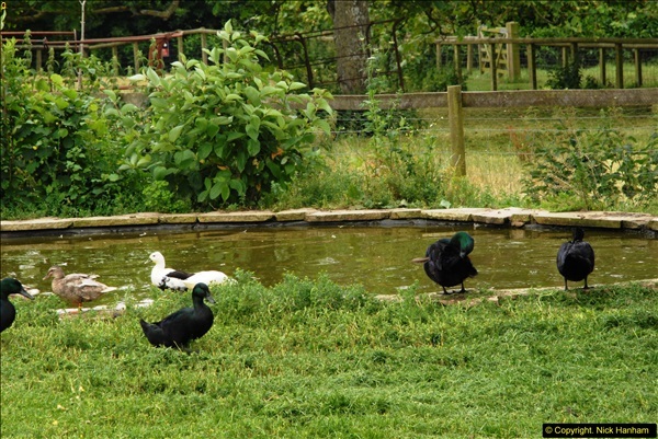 2015-07-15 Kingston Maurward Gardens & Animal Park, Dorchester, Dorset.  (207)207