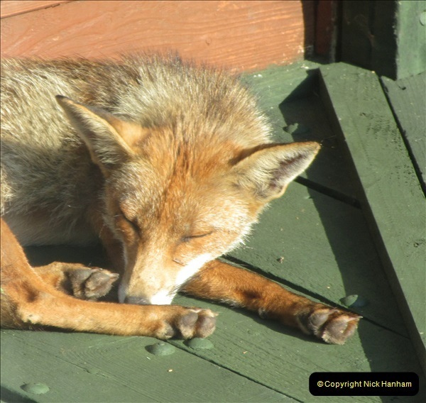 Our-local-fox.-3-03