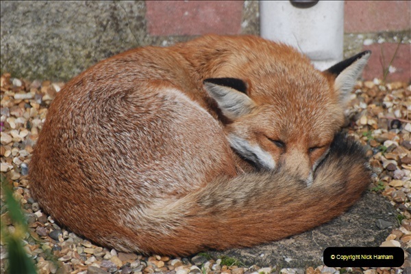 Our-local-fox.-8-08