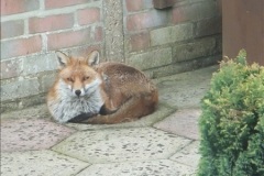 Our-local-fox.-17-17