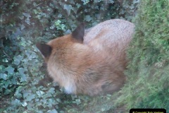 Our-local-fox.-19-19