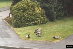 2005-Miscellaneous.-45-Duck-in-our-road.-