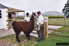 2002-September-04-Taking-Llamas-for-a-Walk.-17-Your-Host-combes-a-lama.-17