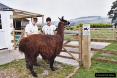 2002-September-04-Taking-Llamas-for-a-Walk.-18-Your-Host-combes-a-lama.-18