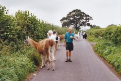 2002-September-04-Taking-Llamas-for-a-Walk.-21-21