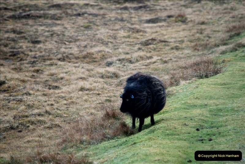 2019-03-27-Lerwick-Shetland-Islands.-194-Black-sheep.194