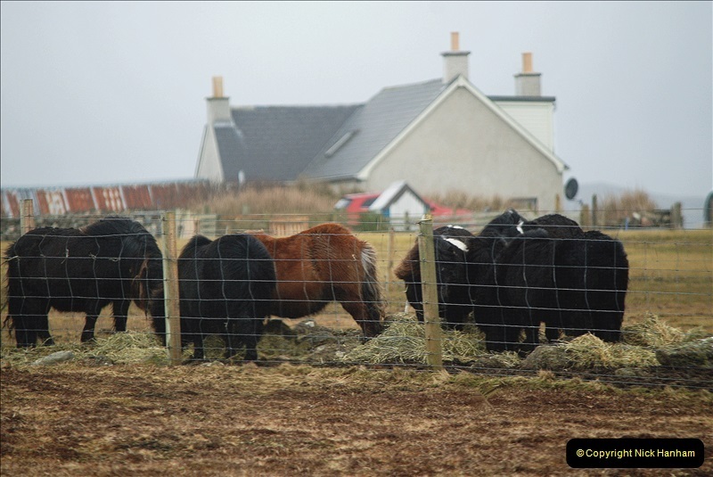2019-03-27-Lerwick-Shetland-Islands.-198-Shetland-Ponies.-198