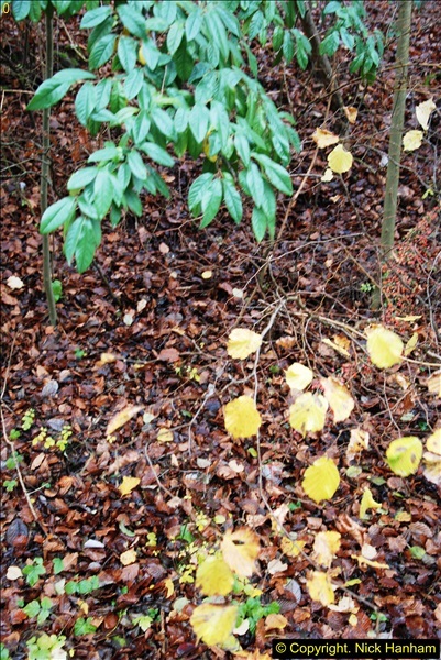 2014-11-21 The Woodland in Winter. Wendover Woods, Buckinhhamshire.  (113)113