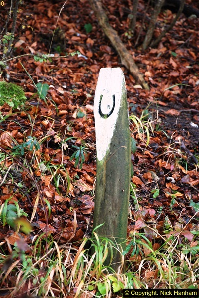 2014-11-21 The Woodland in Winter. Wendover Woods, Buckinhhamshire.  (114)114