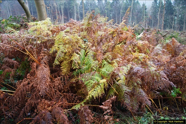 2014-11-21 The Woodland in Winter. Wendover Woods, Buckinhhamshire.  (121)121
