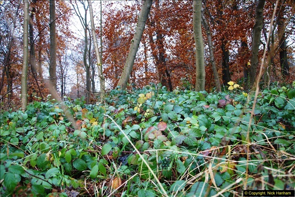 2014-11-21 The Woodland in Winter. Wendover Woods, Buckinhhamshire.  (123)123