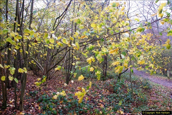 2014-11-21 The Woodland in Winter. Wendover Woods, Buckinhhamshire.  (134)134