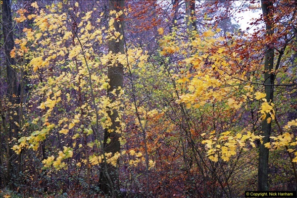2014-11-21 The Woodland in Winter. Wendover Woods, Buckinhhamshire.  (136)136