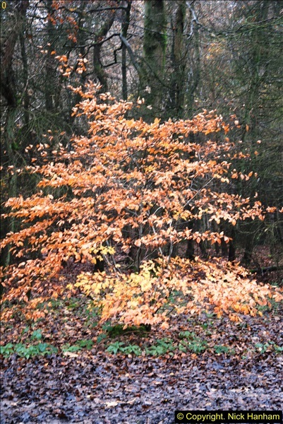 2014-11-21 The Woodland in Winter. Wendover Woods, Buckinhhamshire.  (14)014