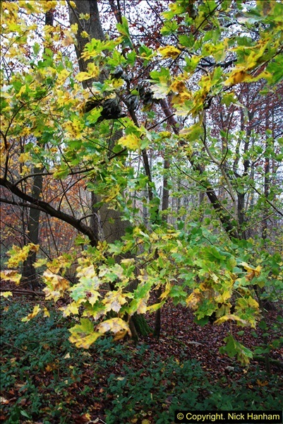 2014-11-21 The Woodland in Winter. Wendover Woods, Buckinhhamshire.  (143)143