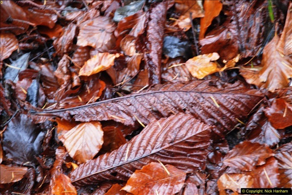 2014-11-21 The Woodland in Winter. Wendover Woods, Buckinhhamshire.  (149)149