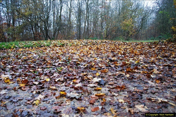 2014-11-21 The Woodland in Winter. Wendover Woods, Buckinhhamshire.  (156)156