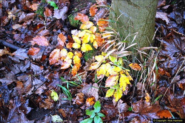2014-11-21 The Woodland in Winter. Wendover Woods, Buckinhhamshire.  (159)159