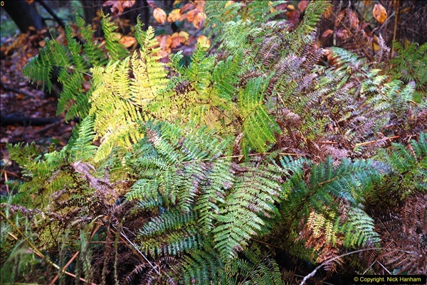 2014-11-21 The Woodland in Winter. Wendover Woods, Buckinhhamshire.  (27)027