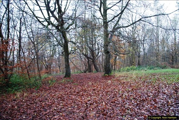 2014-11-21 The Woodland in Winter. Wendover Woods, Buckinhhamshire.  (31)031